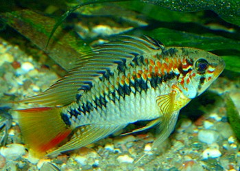 Apistogramma macmasteri Apistogramma macmasteri