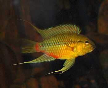 Apistogramma hongsloi Apistogramma hongsloi