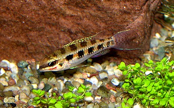 Dicrossus filamentosus, Schachbrettcichlide