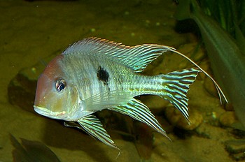 Geophagus proximus, Surinam-Perlfisch Geophagus proximus, Surinam-Perlfisch