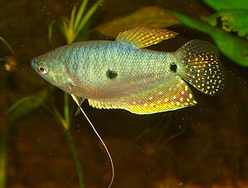 Trichopodus trichopterus, Blauer Fadenfisch