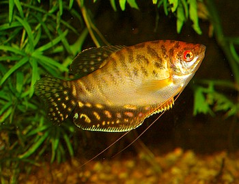 Trichopodus trichopterus, Blauer Fadenfisch