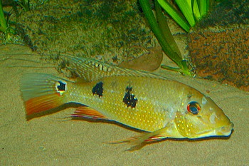 Satanoperca daemon, Dreipunkt-Erdfresser