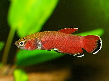 Betta channoides, Schlangenkopf-Kampffisch