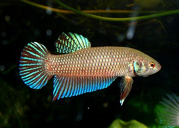 Betta spec. "Mahachai"