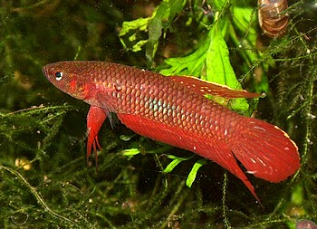 Betta coccina, Weinroter Kampffisch