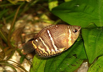 Sphaerichthys osphromenoides, Schokoladengurami