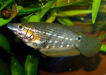 Ctenops nobilis, Spitzkopfgurami