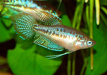 Trichopsis pumila, Knurrender Zwerggurami