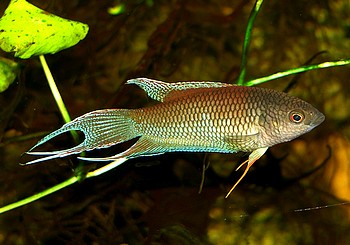 Macropodus erythropterus, Rotr�cken-Makropode