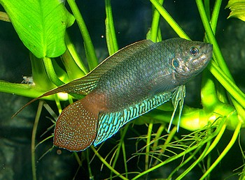 Macropodus ocellatus, Rundschwanz-Makropode