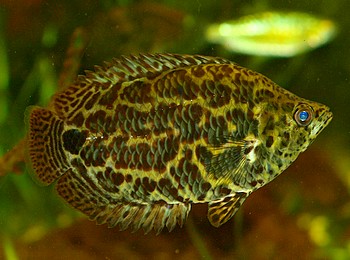 Ctenopoma acutirostre, Leopardbuschfisch