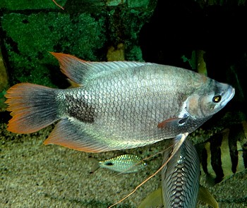 Osphronemus laticlavius, Roter Riesengurami