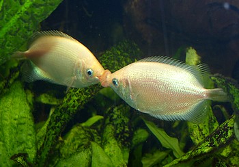 Helostoma temminckii, Küssender Gurami