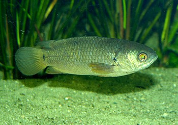 Anabas testudineus, Kletterfisch