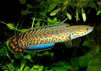 Channa cf bleheri, Regenbogen-Schlangenkopffisch