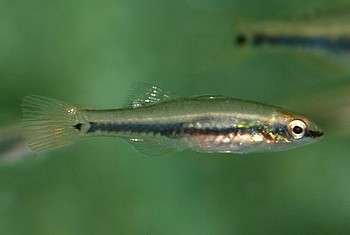 Hypseleotris spec. - �Burma�,  Burma-Schl�fergrundel