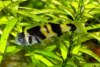 Hypogymnogobius xanthozona, Goldringelgrundel