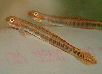 Stiphodon ornatus, Rote Neongrundel