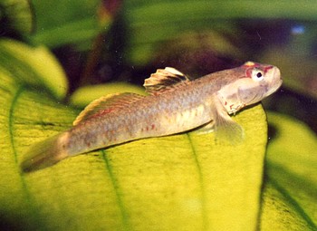 Rhinogobius duospilus, Wei�wangen-Grundel
