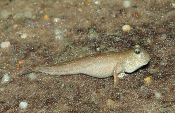 Periophthalmus novemradiatus,