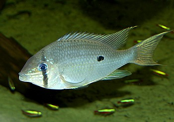 Biotodoma wavrini, Wavrins Buntbarsch