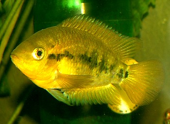 Herotilapia multispinosa, Regenbogencichlide Herotilapia multispinosa, Regenbogencichlide