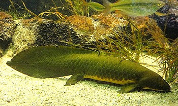Neoceratodus forsteri, Australischer Lungenfisch