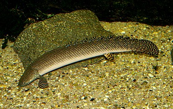 Polypterus ornatipinnis, Schmuck-Flösselhecht
