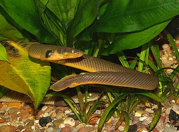 Erpetoichthys calabaricus, Flösselaal