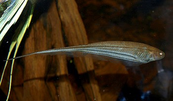 Eigenmannia virescens, Gr�ner Messerfisch