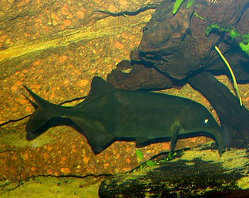 Campylomormyrus elephas, Elefantenr�sselfisch