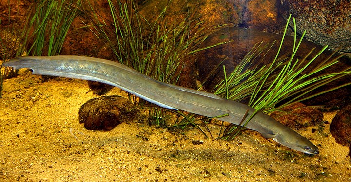 Anguilla anguilla, Aal