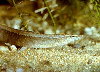 Mastacembelus circumcinctus, G�rtelstachelaal