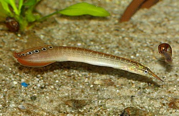 Macrognathus aculeatus, Augenfleck-Stachelaal