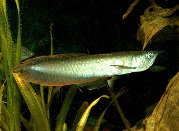 Osteoglossum bicirrhosum, Gabelbart