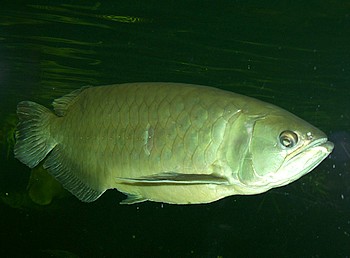 Scleropages jardinii, Gepunkteter Barramundi