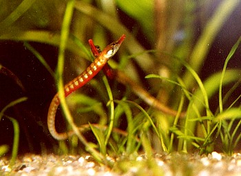 Enneacampus ansorgii