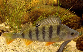 Perca fluviatilis, Flußbarsch