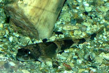 Zingel streber, Streber