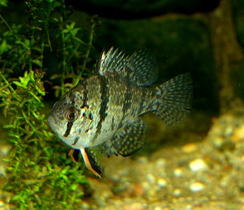 Enneacanthus chaetodon, Scheibenbarsch
