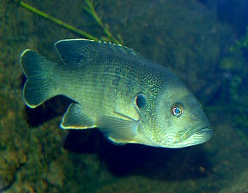 Lepomis cyanellus, Gr�ner Sonnenbarsch