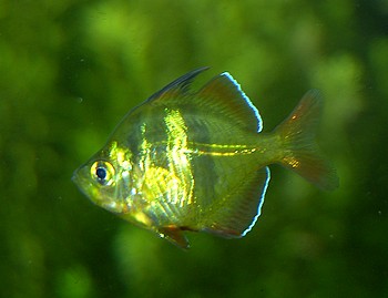 Chanda ranga, Indischer Glasbarsch