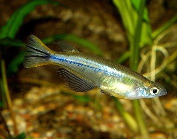 Oryzias celebensis, Celebes-Reisfisch
