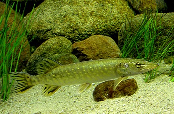 Esox lucius, Hecht Esox lucius, Hecht