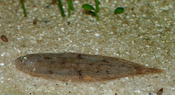 Brachirus panoides, Indische Süßwasserflunder Brachirus panoides, Indische Süßwasserflunder