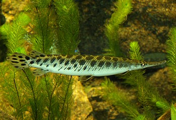 Lepisosteus oculatus, Gefleckter Knochenhecht Lepisosteus oculatus, Gefleckter Knochenhecht