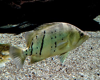 Datnioides undecimradiatus, Tigerbarsch