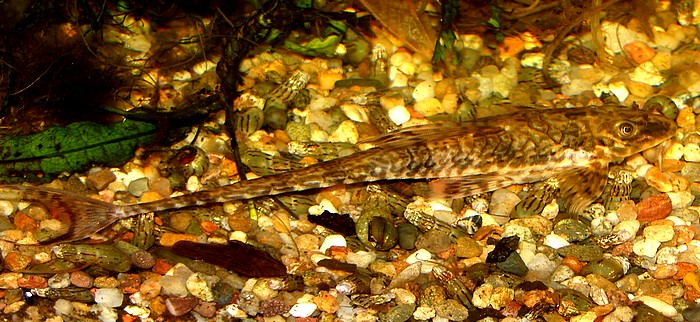 Rineloricaria microlepidogaster, Geb�nderter Hexenwels