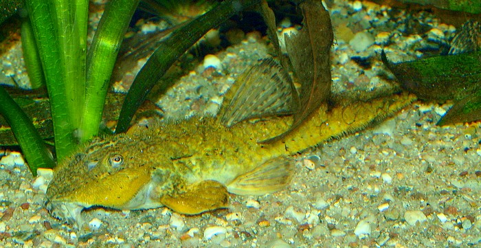 Rineloricaria sp. aff. latirostris, B�rstenhexenwels